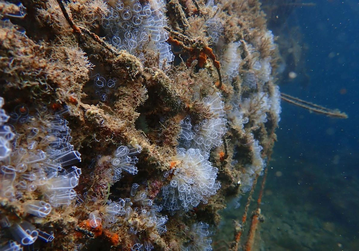 El Club Nàutic La Vila Joiosa impulsa un proyecto pionero para la recuperación de la biodiversidad marina – TodoAlicante