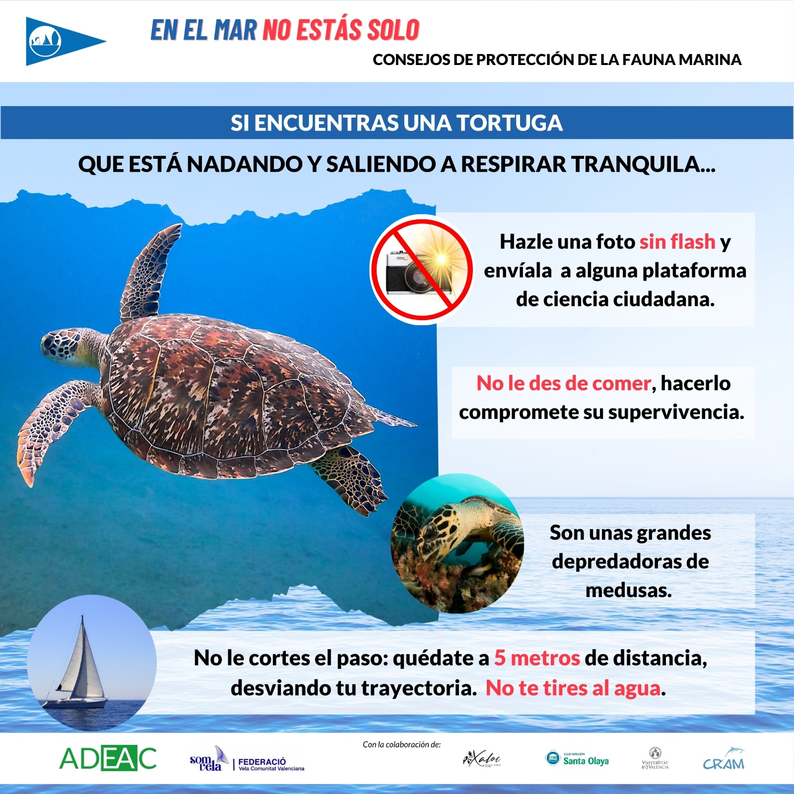 SI TE ENCUENTRAS CON UNA TORTUGA EN EL MAR…
